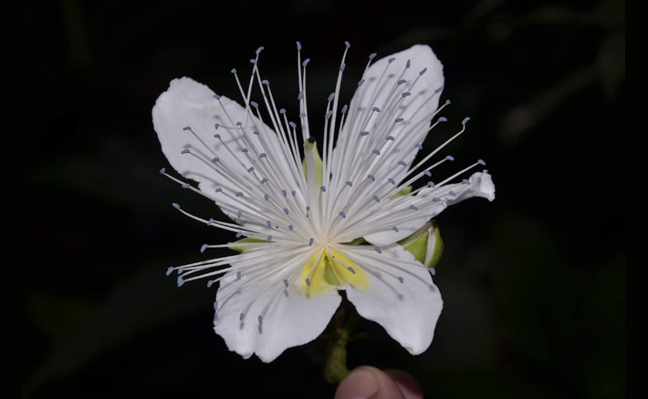 Il botanico Silvio Fici del SAAF nel team internazionale che ha scoperto in Laos una nuova specie, Capparis macrantha o “cappero dal grande fiore”